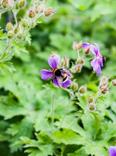 Closeup of beautiful flowers with blur background — Stock Photo, Image