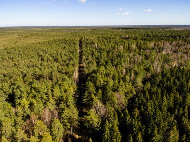 Drone görüntü. kırsal alan ile orman yolu havadan görünümü