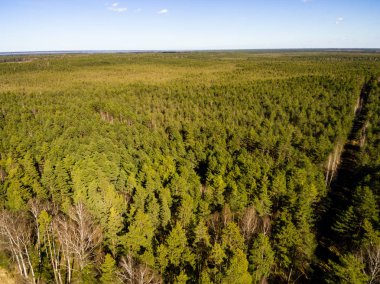 Drone görüntü. kırsal alan ile orman yolu havadan görünümü