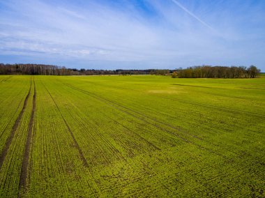 Drone görüntü. taze yeşil alanları ile kırsal bölgenin havadan görünümü