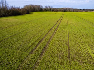 Drone görüntü. taze yeşil alanları ile kırsal bölgenin havadan görünümü