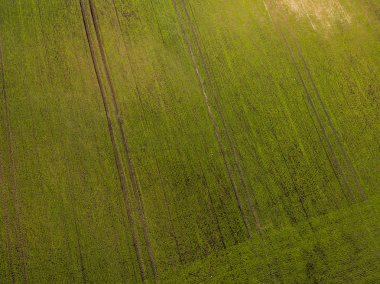 Drone görüntü. taze yeşil alanları ile kırsal bölgenin havadan görünümü