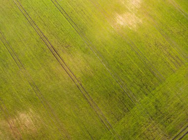 Drone görüntü. taze yeşil alanları ile kırsal bölgenin havadan görünümü