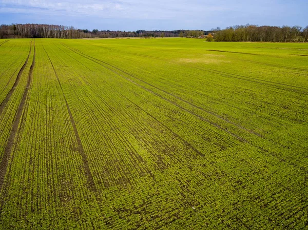 Afbeelding van de drone. Luchtfoto van landelijk gebied met vers groene velden — Stockfoto