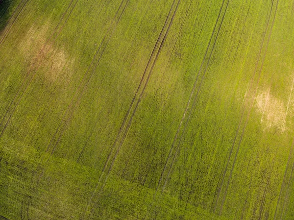드 론 이미지입니다. 갓 녹색 필드와 함께 시골의 항공 보기 — 스톡 사진