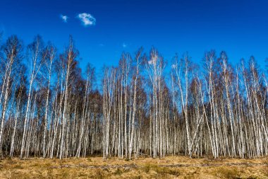 Orman dokulu arka plan
