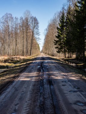 Orman boş ülkede yol