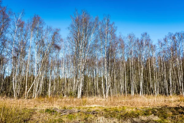 Skogen texturerat bakgrund — Stockfoto