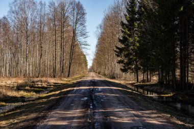 Orman boş ülkede yol