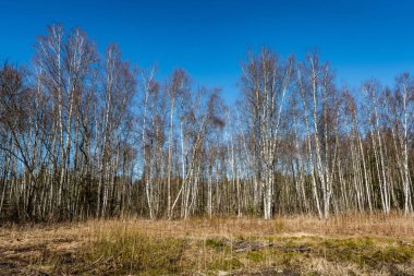 Orman dokulu arka plan