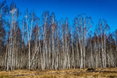 Orman dokulu arka plan