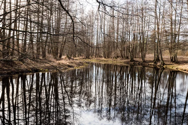 Refleksi pohon di air danau — Stok Foto