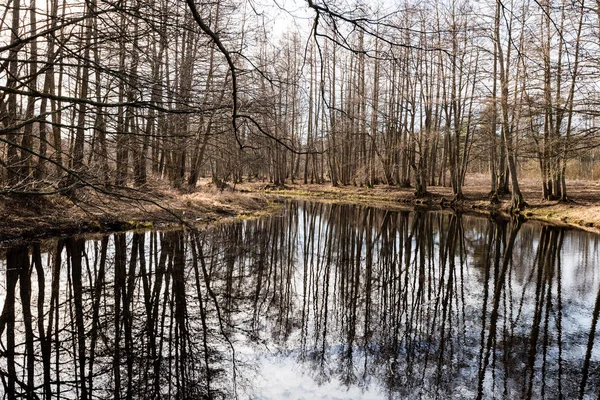 Reflections of trees in the lake water — Stock Photo, Image