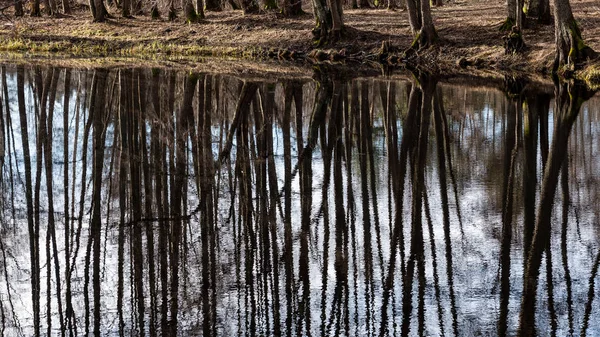 Reflets d'arbres dans l'eau du lac — Photo