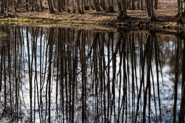 Reflejos de árboles en el agua del lago —  Fotos de Stock