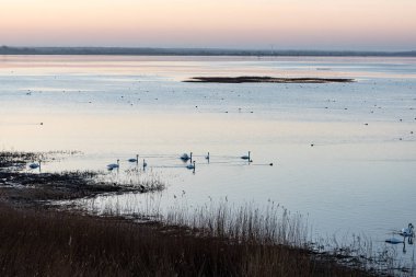kuşlar gölde gündoğumu içinde iç içe geçirme