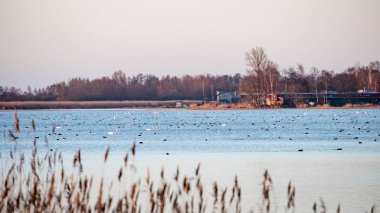 kuşlar gölde gündoğumu içinde iç içe geçirme