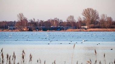 kuşlar gölde gündoğumu içinde iç içe geçirme