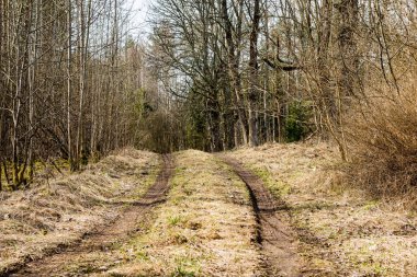 Orman boş ülkede yol