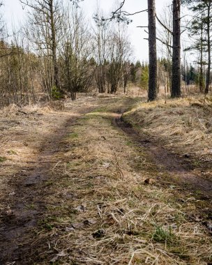 Orman boş ülkede yol