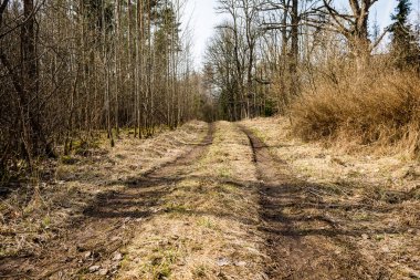 Orman boş ülkede yol