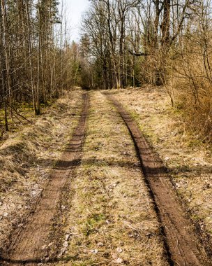 Orman boş ülkede yol