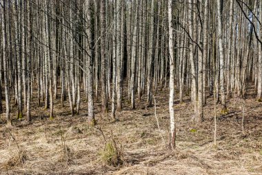 Orman dokulu arka plan