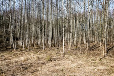 Orman dokulu arka plan