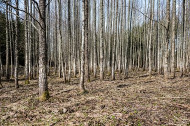 Orman dokulu arka plan