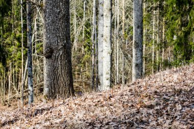 moss ile eski Orman ağaçları ve güneş ışınlarının kaplı