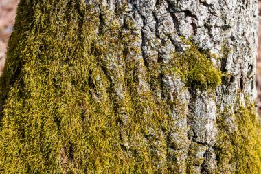 moss ile eski Orman ağaçları ve güneş ışınlarının kaplı