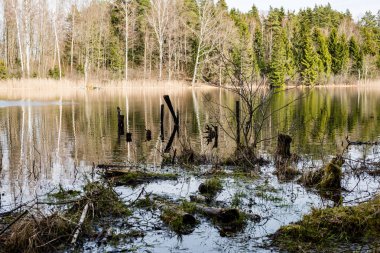 Göl su ağaçlarda yansımaları