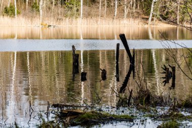 Göl su ağaçlarda yansımaları