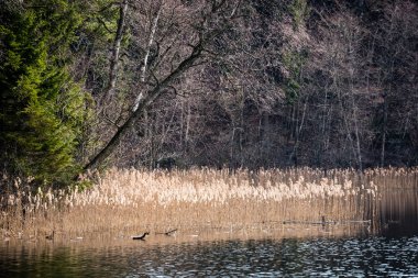 Göl su ağaçlarda yansımaları
