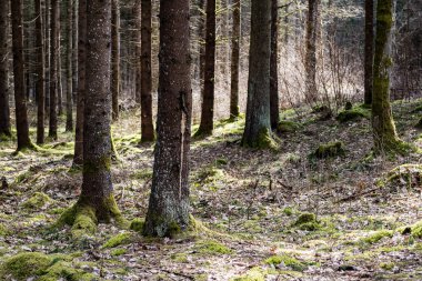 moss ile eski Orman ağaçları ve güneş ışınlarının kaplı
