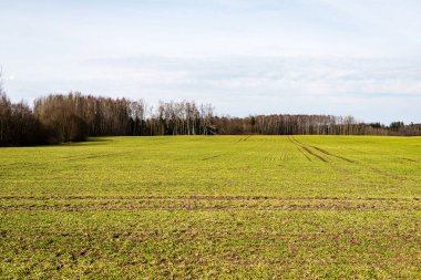 Yaz aylarında mavi gökyüzü altında güzel yeşil alanlar
