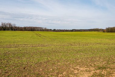 Yaz aylarında mavi gökyüzü altında güzel yeşil alanlar