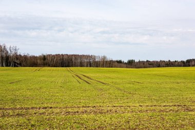 Yaz aylarında mavi gökyüzü altında güzel yeşil alanlar