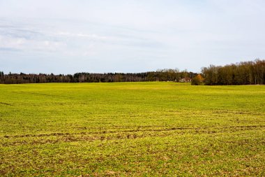 Yaz aylarında mavi gökyüzü altında güzel yeşil alanlar