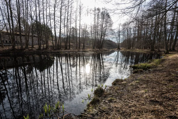 Відображення дерев у воді озера — стокове фото