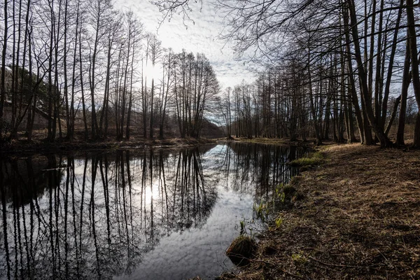 Reflections of trees in the lake water — Stock Photo, Image