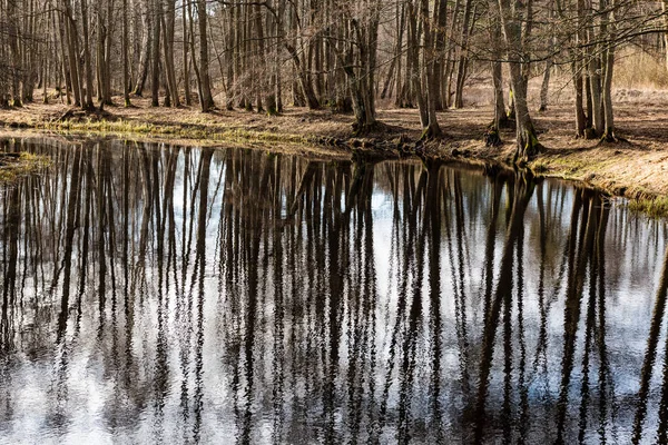 Reflejos de árboles en el agua del lago —  Fotos de Stock