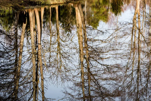 Reflecties van bomen in het water van lake — Stockfoto