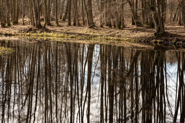 Reflejos de árboles en el agua del lago —  Fotos de Stock