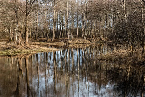 Reflejos de árboles en el agua del lago —  Fotos de Stock