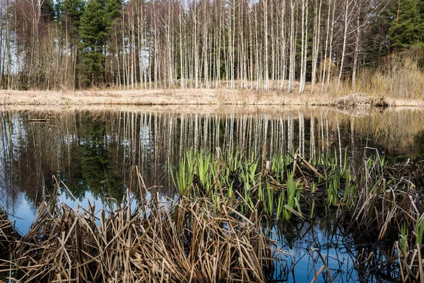 Отражения деревьев в озерной воде — стоковое фото