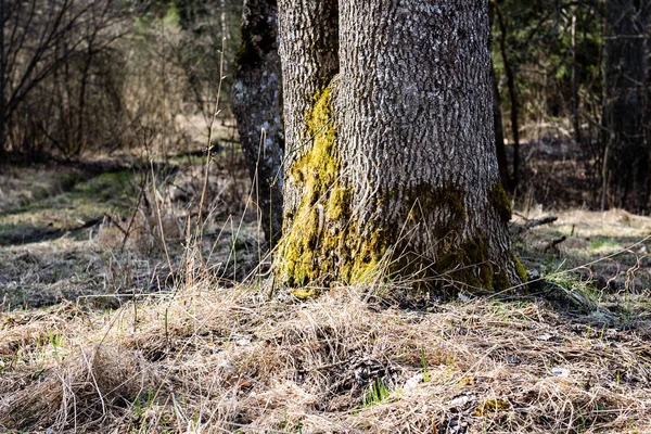 Orman dokulu arka plan — Stok fotoğraf