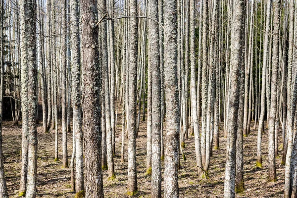 森林のテクスチャ背景 — ストック写真