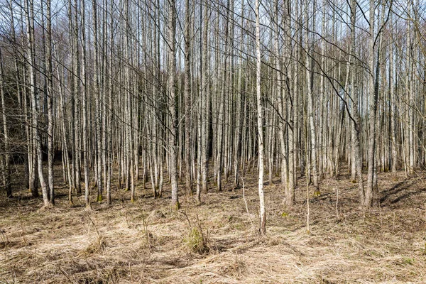 Bosque texturizado fondo —  Fotos de Stock