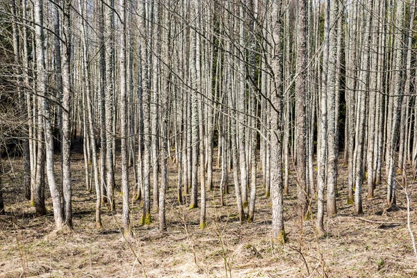 Skogen texturerat bakgrund — Stockfoto
